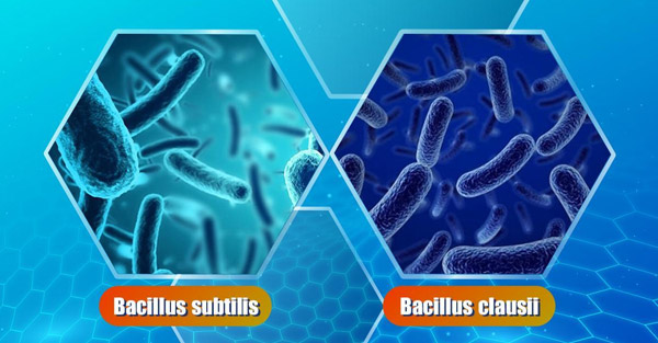Lợi khuẩn Bacillus subtilis và Bacillus clausii tác dụng tốt trên đường hô hấp